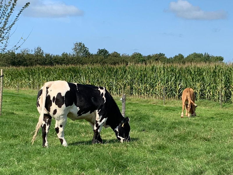 Groen landschap rondom de vakantiewoning